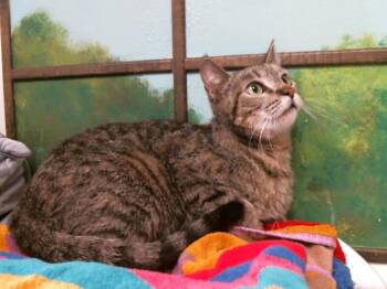Domestic Short Hair Cats Available for Adoption in Houston, Texas - MAVEN | PetCurious