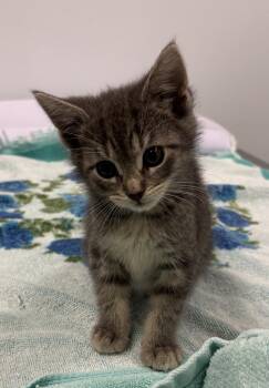 Textbook -  Domestic Short Hair Cat for Adoption in Saint Paul, Minnesota - Textbook | PetCurious