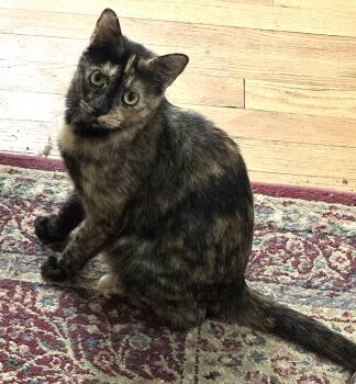 Rosie -  Domestic Short Hair Cat for Adoption in Ottawa, Ontario - Rosie | PetCurious