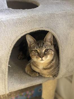 Remus -  Domestic Short Hair Cat for Adoption in Statesboro, Georgia - Remus | PetCurious