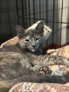 Dusk -  Domestic Short Hair Cat for Adoption in Cincinnati, Ohio - Dusk | PetCurious