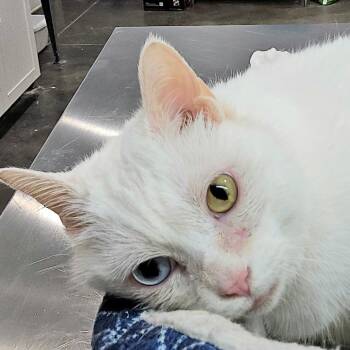 Domestic Short Hair Cats Available for Adoption - Beluga | PetCurious