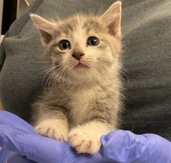 Rescue Domestic Short Hair Cats for Adoption in Ontario, California - NEEDS A FOSTER | PetCurious