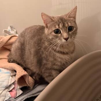 Ellie -  Domestic Short Hair Cat for Adoption in Saint Charles, Missouri - Ellie | PetCurious
