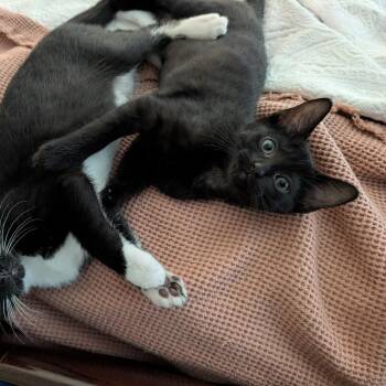 Coat -  Domestic Short Hair Cat for Adoption in Chicago, Illinois - Coat | PetCurious