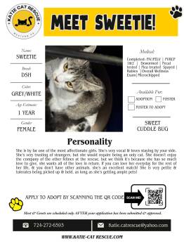 Domestic Short Hair Cats Available for Adoption in Evans City, Pennsylvania - Sweetie | PetCurious