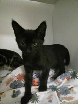 Zander -  Domestic Short Hair Cat for Adoption in Savannah, Georgia - Zander | PetCurious