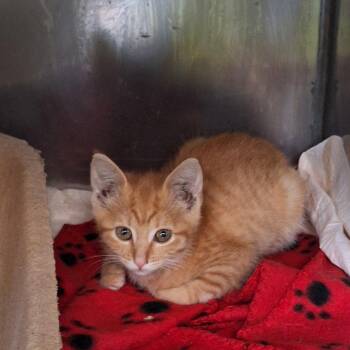 Squishy -  Tabby Cat for Adoption in Stanton, Kentucky - Squishy | PetCurious