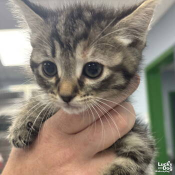 Rescue Domestic Short Hair Cats for Adoption in Washington, District Of Columbia - Alexa | PetCurious