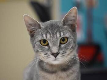 Lithium -  Domestic Short Hair Cat for Adoption in Portland, Oregon - Lithium | PetCurious