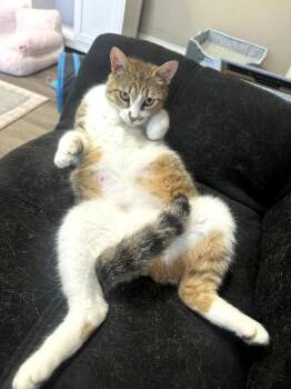 Domestic Short Hair Cats Available for Adoption in Duluth, Georgia - Granola | PetCurious