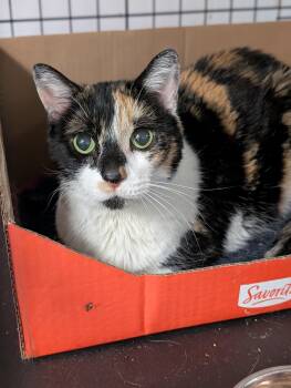 Kizzy -  Domestic Short Hair Cat for Adoption in Tilton, Illinois - Kizzy | PetCurious