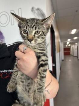 Lee -  Domestic Short Hair Cat for Adoption in West Chester, Pennsylvania - Lee | PetCurious