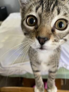 Rescue Domestic Short Hair Cats for Adoption in Angleton, Texas - Mollie | PetCurious