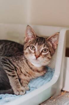 93868A Clay- Petco West Ashley -  Domestic Short Hair Cat for Adoption in North Charleston, South Carolina - 93868A Clay- Petco West Ashley | PetCurious