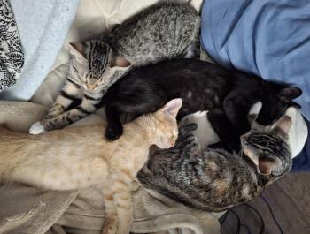 Francis -  Domestic Short Hair Cat for Adoption in Wheaton, Illinois - Francis | PetCurious