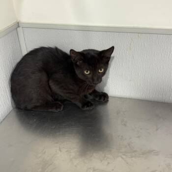 Yara -  Domestic Short Hair Cat for Adoption in Tampa, Florida - Yara | PetCurious