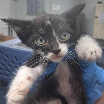 Butte -  Domestic Short Hair Cat for Adoption in Summerville, South Carolina - Butte | PetCurious