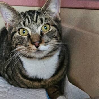 Rescue Domestic Short Hair Cats for Adoption in Fairfax, Virginia - Curious | PetCurious