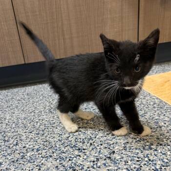 Singe -  Domestic Short Hair Cat for Adoption in Great Falls, Montana - Singe | PetCurious