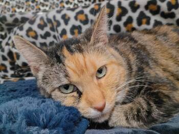 Volkswagon (VW) -  Domestic Short Hair Cat for Adoption in Morgantown, West Virginia - Volkswagon (VW) | PetCurious