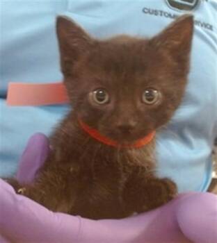 HADES -  Domestic Short Hair Cat for Adoption in Doral, Florida - HADES | PetCurious