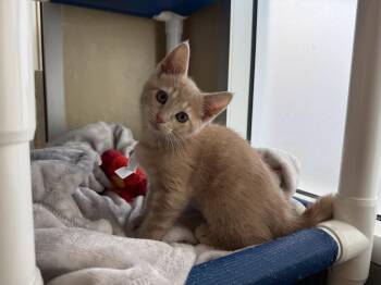 Domestic Short Hair Cats Available for Adoption in Berkeley, California - Ginger | PetCurious