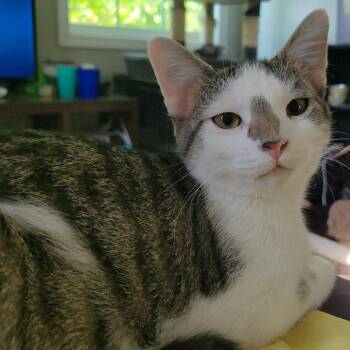 Wesley -  Domestic Short Hair Cat for Adoption in Nashville, Indiana - Wesley | PetCurious