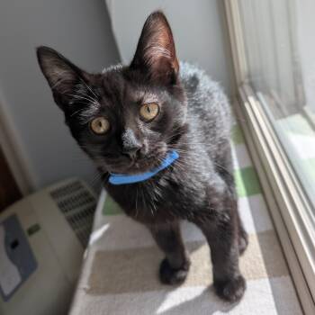 Little Boy Blue -  Bombay and Domestic Short Hair Cat for Adoption in UNIVERSITY PA, Maryland - Little Boy Blue | PetCurious