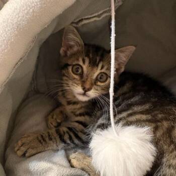 Liberty -  Domestic Short Hair Cat Available for Adoption in Houston, Texas - Liberty | PetCurious