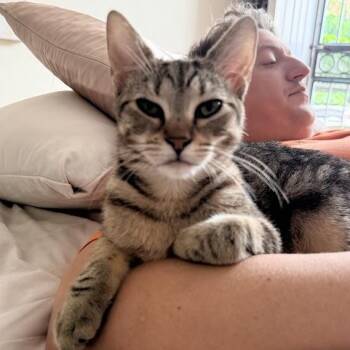 Nina Simone -  Domestic Short Hair Cat for Adoption in New York, New York - Nina Simone | PetCurious