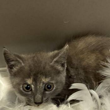 72446 -  Domestic Short Hair Cat for Adoption in Harrisonburg, Virginia - 72446 | PetCurious