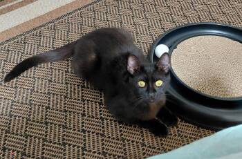 Domestic Short Hair Cats Available for Adoption in West Palm Beach, Florida - Alice | PetCurious