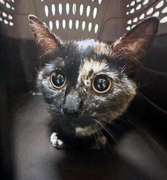 Domestic Short Hair Cats Available for Adoption in Nashville, Tennessee - Mothra | PetCurious