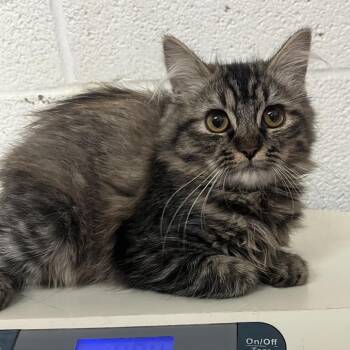 Pasketti -  Domestic Medium Hair Cat for Adoption in Edinburg, Texas - Pasketti | PetCurious