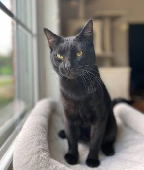 Ozzy (Bonded to Bowie) -  Bombay and Domestic Short Hair Cat for Adoption in Chuckey, Tennessee - Ozzy (Bonded To Bowie) | PetCurious