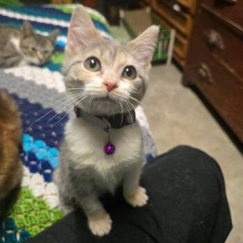 Domestic Short Hair Cats Available for Adoption - Loosey Goosey | PetCurious