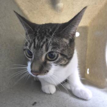 Olive -  Domestic Medium Hair Cat for Adoption in Cheyenne, Wyoming - Olive | PetCurious