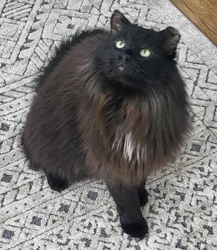Domestic Long Hair Cats Available for Adoption - Larry *solo Kitty | PetCurious