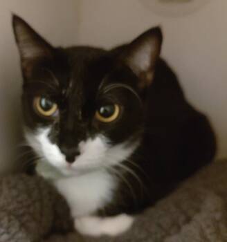 Domestic Short Hair Cats Available for Adoption in Phoenix, Arizona - Ella | PetCurious