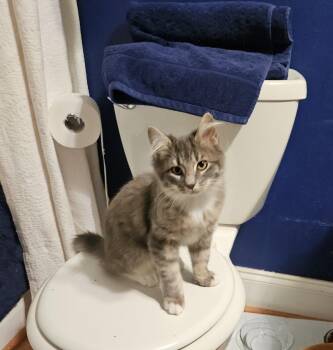 Rescue Domestic Medium Hair Cats for Adoption in Sandy Springs, Georgia - Ziggy | PetCurious