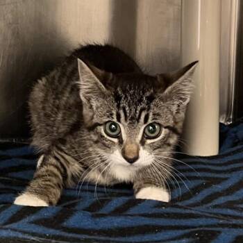 Cardamom -  Domestic Long Hair Cat for Adoption in Murray, Utah - Cardamom | PetCurious