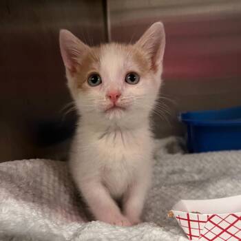 Kid Cuisine -  Domestic Short Hair Cat Available for Adoption in Spokane, Washington - Kid Cuisine | PetCurious