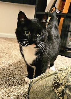 Janis Joplin -  Domestic Short Hair Cat for Adoption in Rossville, Georgia - Janis Joplin | PetCurious