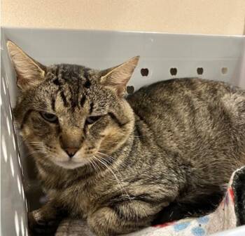 ZIGGY -  Domestic Short Hair Cat for Adoption in Springfield, Massachusetts - ZIGGY | PetCurious