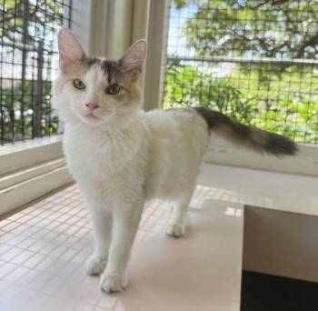 Daisy -  Domestic Short Hair Cat for Adoption in Honolulu, Hawaii - Daisy | PetCurious