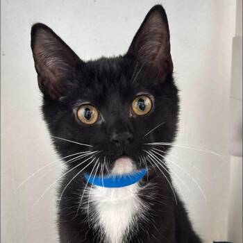 Miller -  Domestic Short Hair Cat for Adoption in Buffalo, New York - Miller | PetCurious