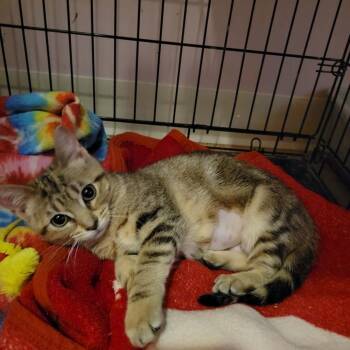 Jasmine -  Domestic Short Hair Cat for Adoption in Mishawaka, Indiana - Jasmine | PetCurious