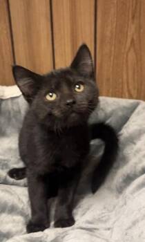 Kitten 28221 (Teddy) -  Domestic Short Hair Cat for Adoption in Parlier, California - Kitten 28221 (Teddy) | PetCurious