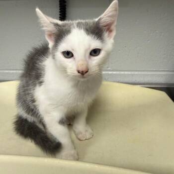 Bucky Barnes -  Domestic Medium Hair Cat for Adoption in Greenville, South Carolina - Bucky Barnes | PetCurious